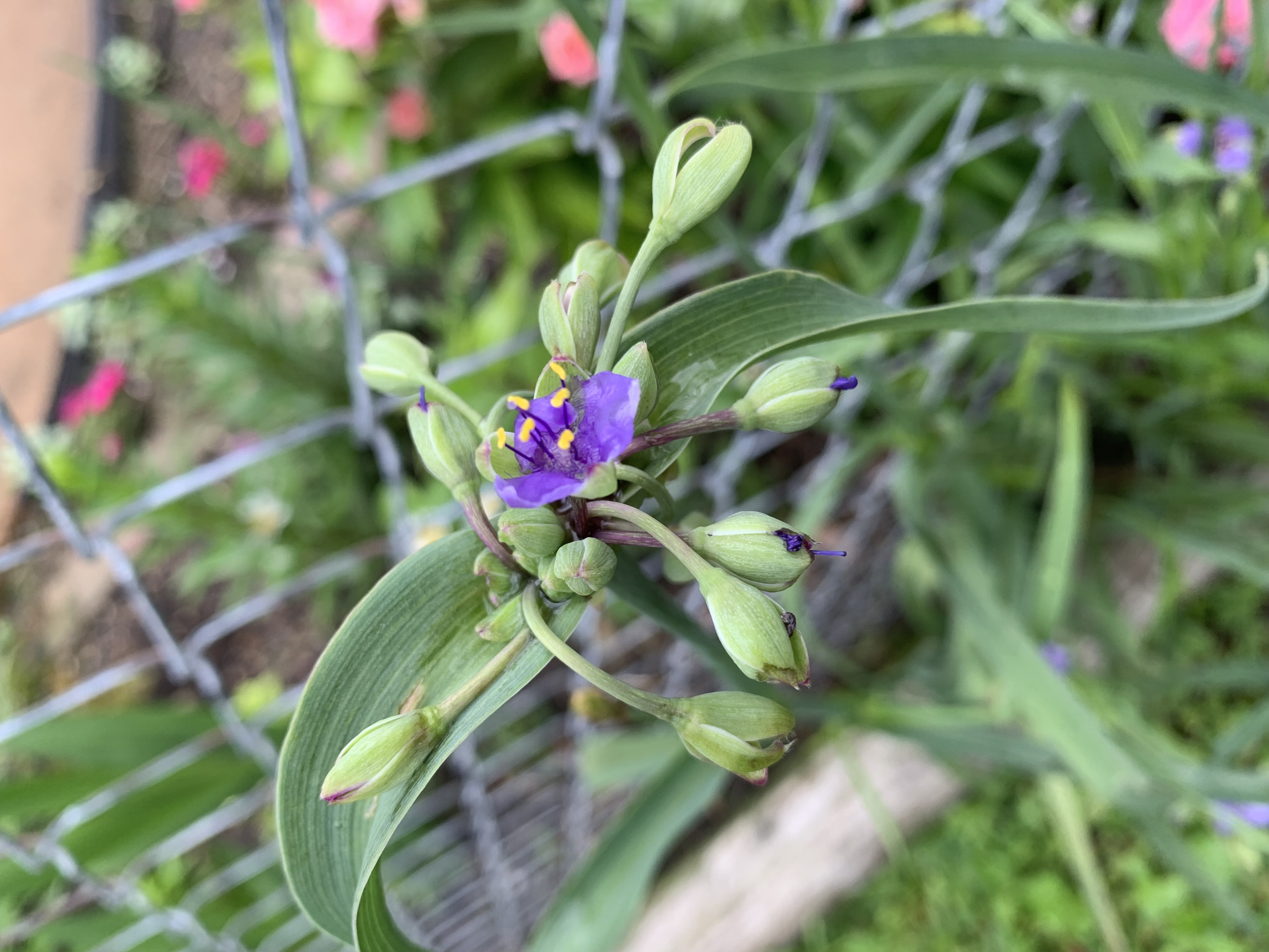 ./2022/06 - St Louis/05 - Day 5/20220525-121112340.JPG